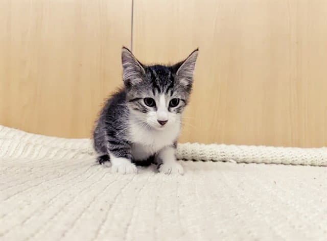 Heath - Domestic Short Hair