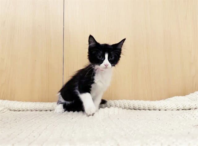 Dahlia - Domestic Short Hair