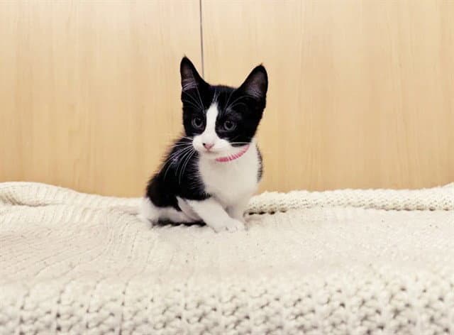 Buttercup - Domestic Short Hair
