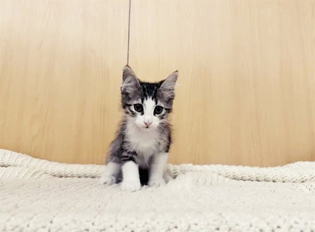 Primrose - Domestic Short Hair
