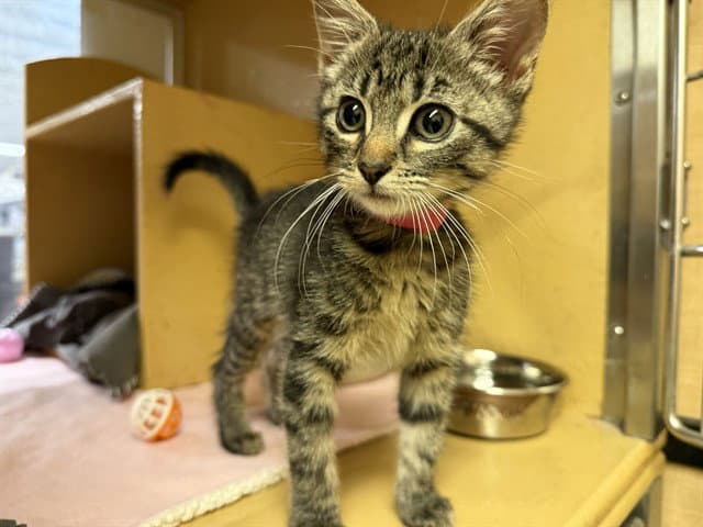 Briseis - Domestic Short Hair