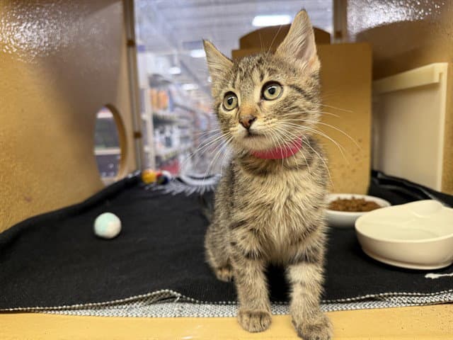 Briseis - Domestic Short Hair