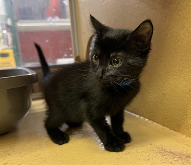 Aeneaus - Domestic Short Hair