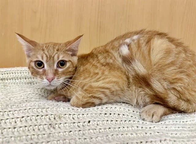 Big Jake - Domestic Short Hair
