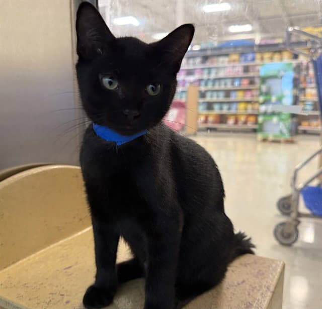 Kit Kat - Domestic Short Hair