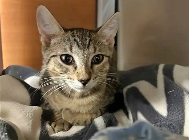 Starburst - Domestic Short Hair