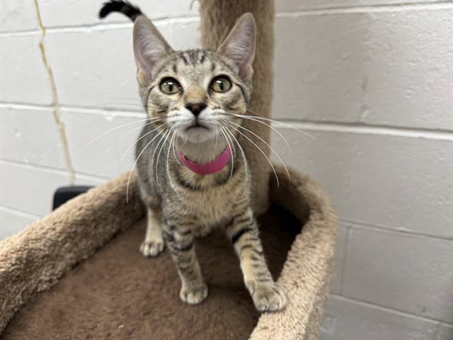 Starburst - Domestic Short Hair