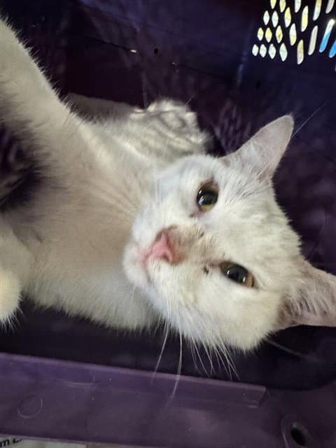 Bagel - Domestic Short Hair