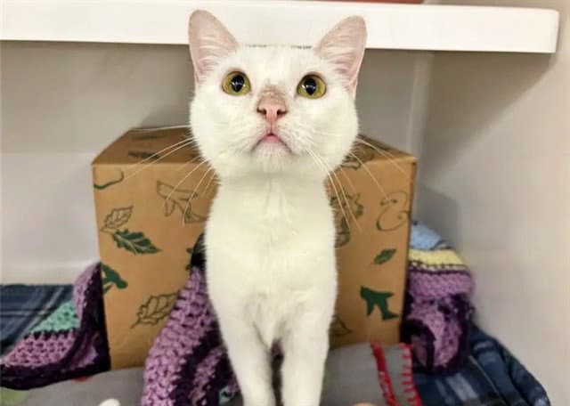 Bagel - Domestic Short Hair