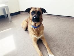Ruger image 1