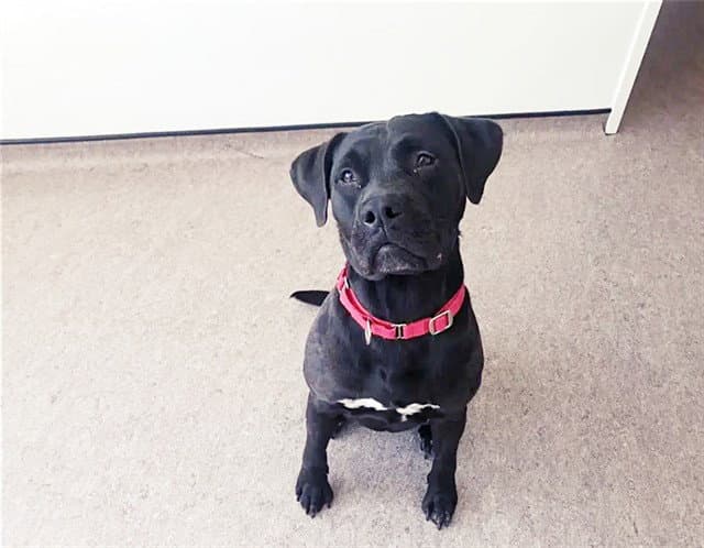 Onyx - Labrador Retriever