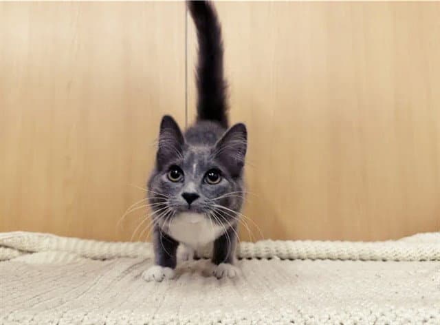 Shirley - Domestic Medium Hair