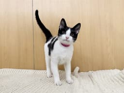 Scarlett image 1