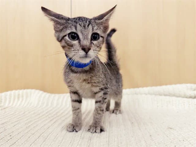 Ripley - Domestic Short Hair