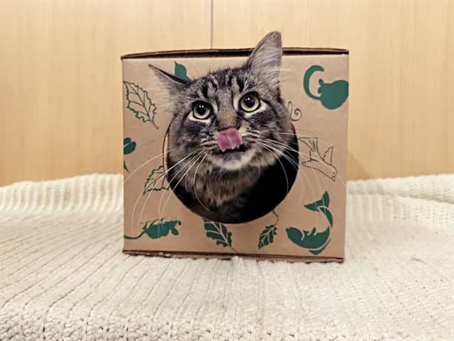 Pancho - Domestic Medium Hair