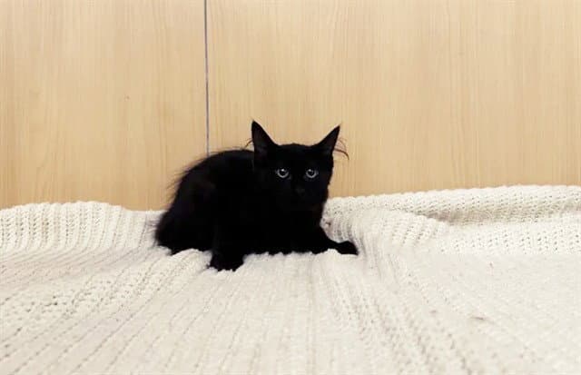 Eva - Domestic Short Hair