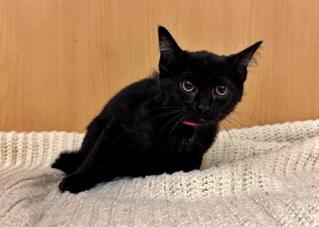 Ava - Domestic Short Hair