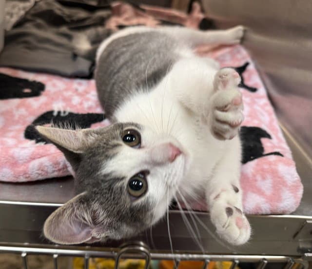 Stella - Domestic Medium Hair