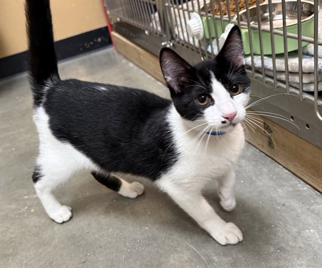 Silas - Domestic Medium Hair