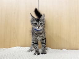 Sammy image 1