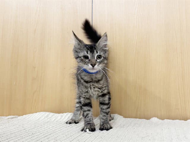 Sammy - Domestic Medium Hair