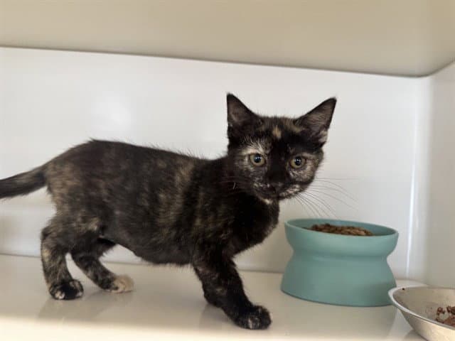 Annabeth - Domestic Short Hair