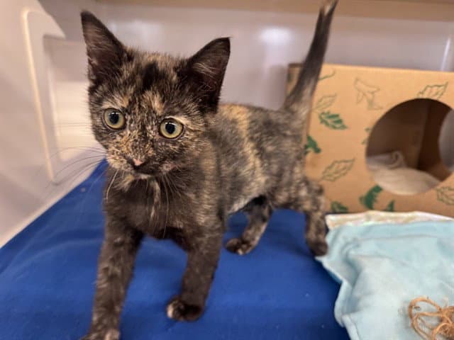 Grover - Domestic Short Hair