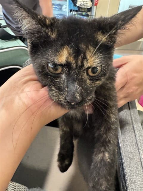 Tia - Domestic Short Hair