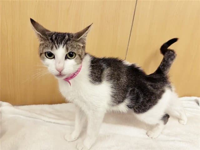 Tamera - Domestic Short Hair