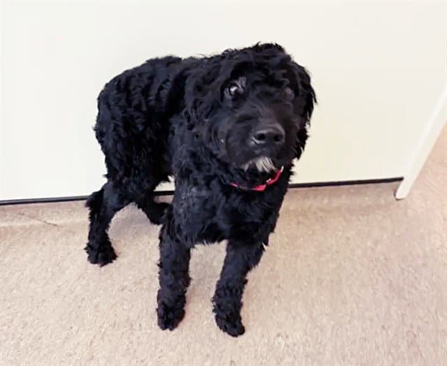 Tonki - Poodle (Standard)
