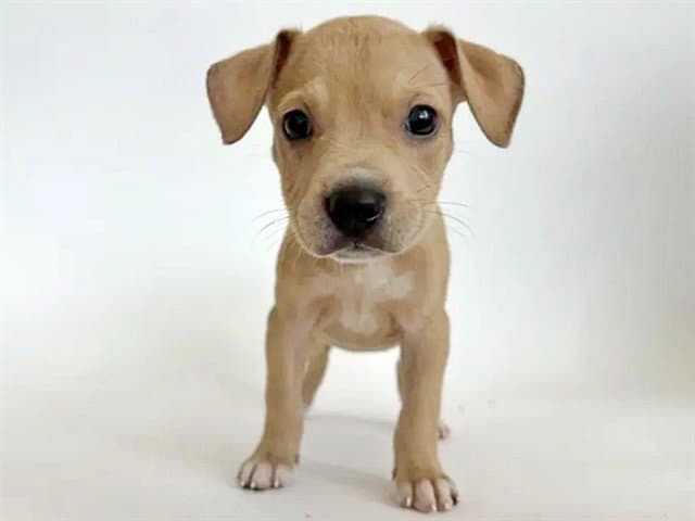 Nash - Terrier