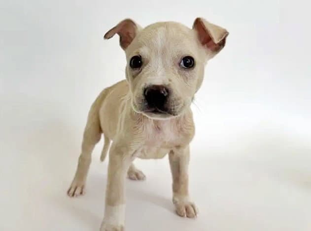 Newman - Terrier
