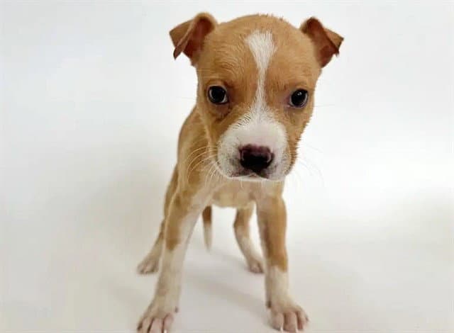 Nola - Terrier