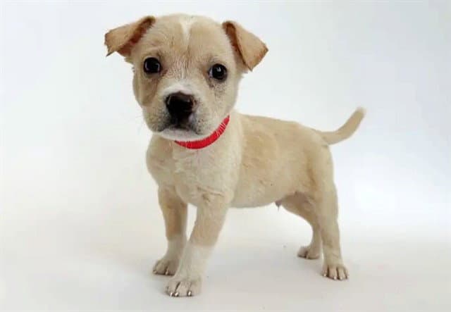 Nono - Terrier