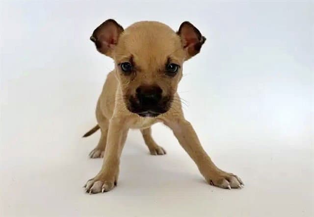 Nori - Terrier