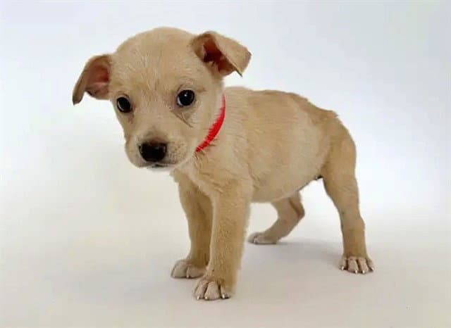 North - Terrier