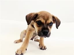 Eddie image 1