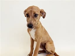 Chalupa image 1