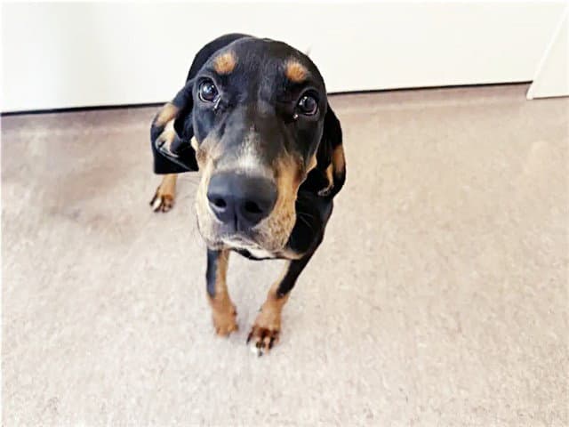 Bloke - Rottweiler