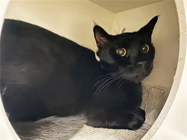 Riker - Domestic Short Hair
