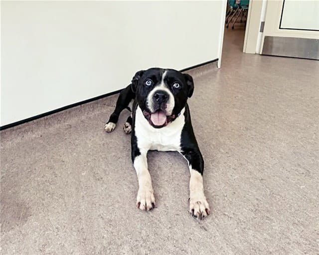 Juniper Ice - Pit Bull Terrier