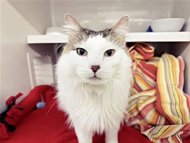 Jonesy - Domestic Long Hair