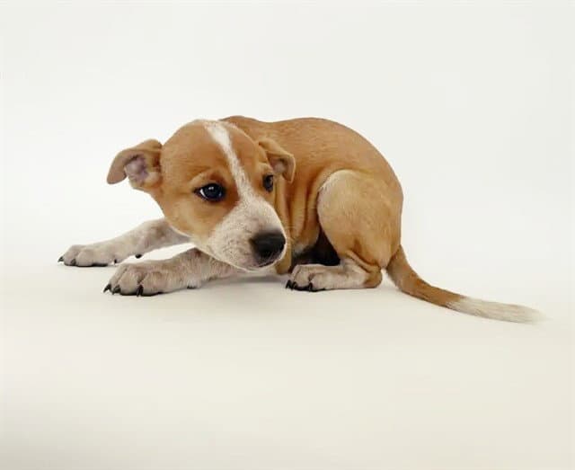 Kc - Terrier