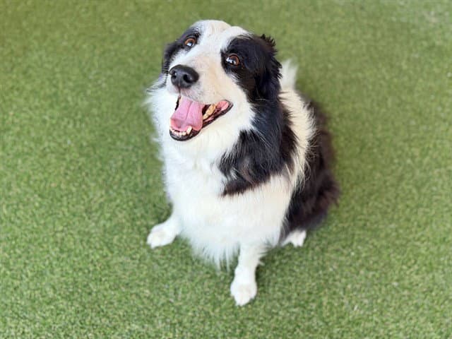 Bonnie - Collie