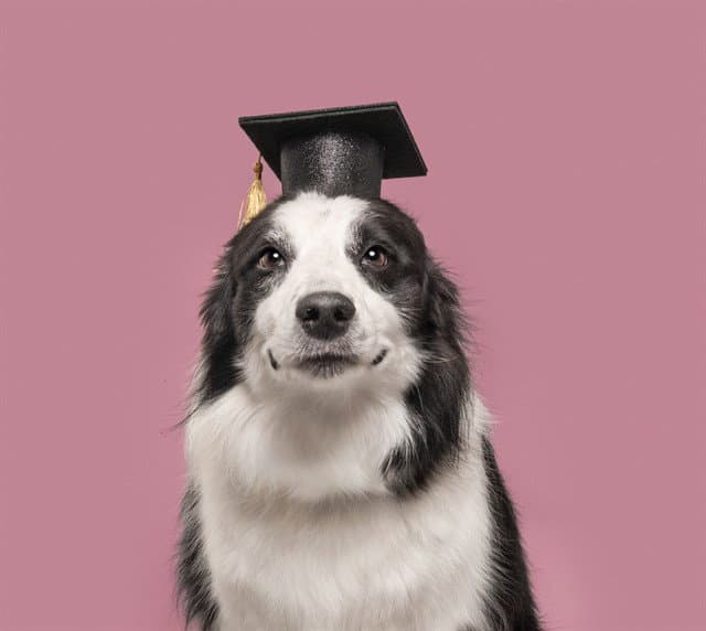 Bonnie - Border Collie
