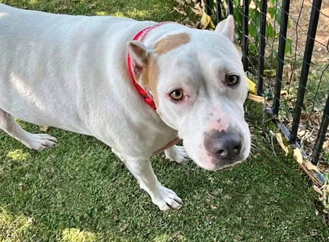 Coconut - Dogo Argentino