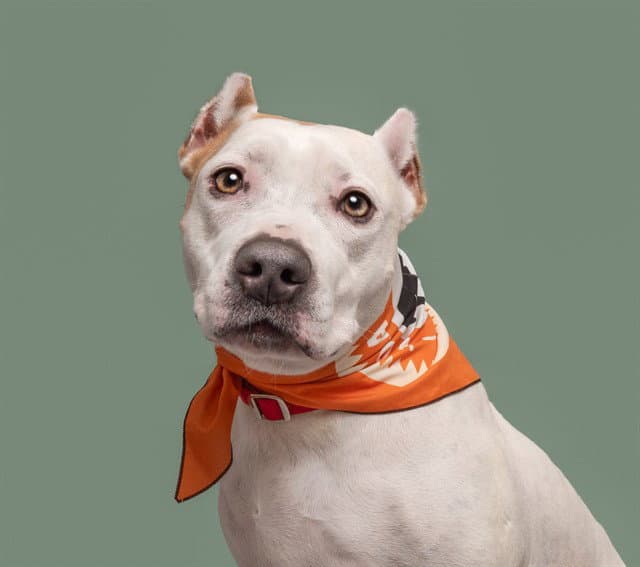 Coconut - Dogo Argentino