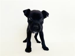 Sugar image 1