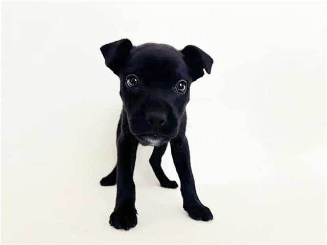 Sugar - Labrador Retriever