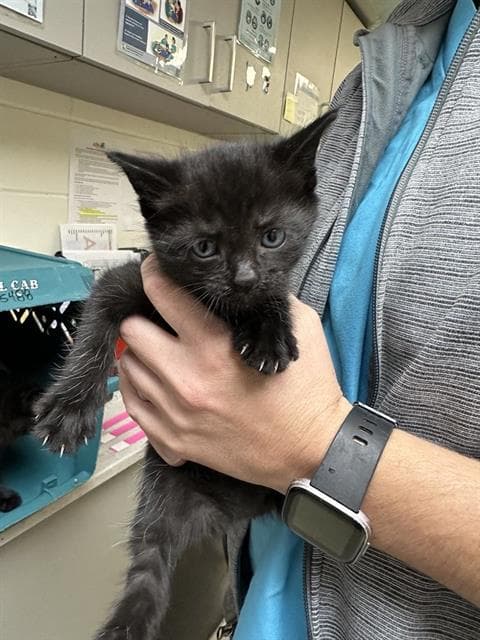 Opal - Domestic Medium Hair